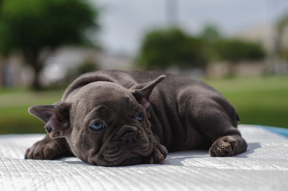 5 Essential Tips for Puppy Care Every Pet Owner Should Know