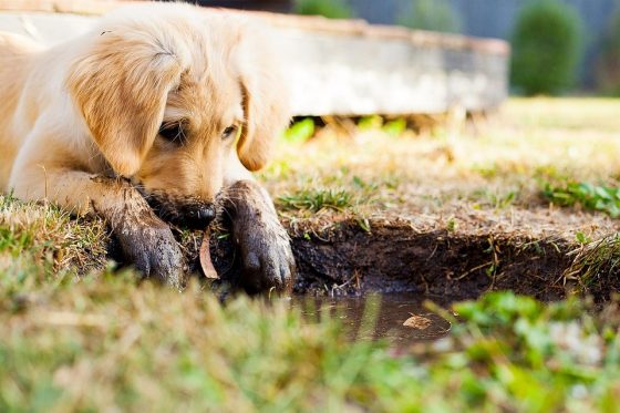 7 Essential Steps for Keeping Your Puppy Healthy and Happy