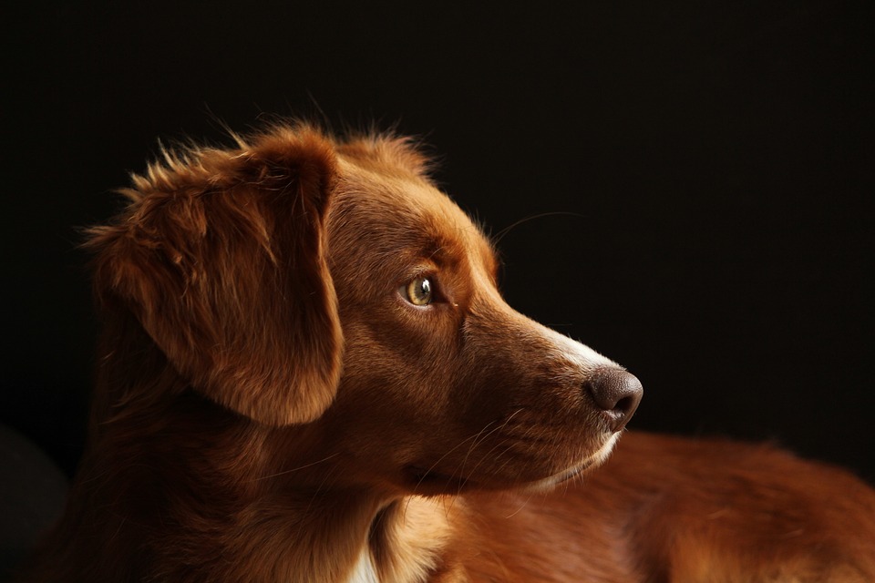A Closer Look at the Health and Temperament of Purebred Dog Breeds