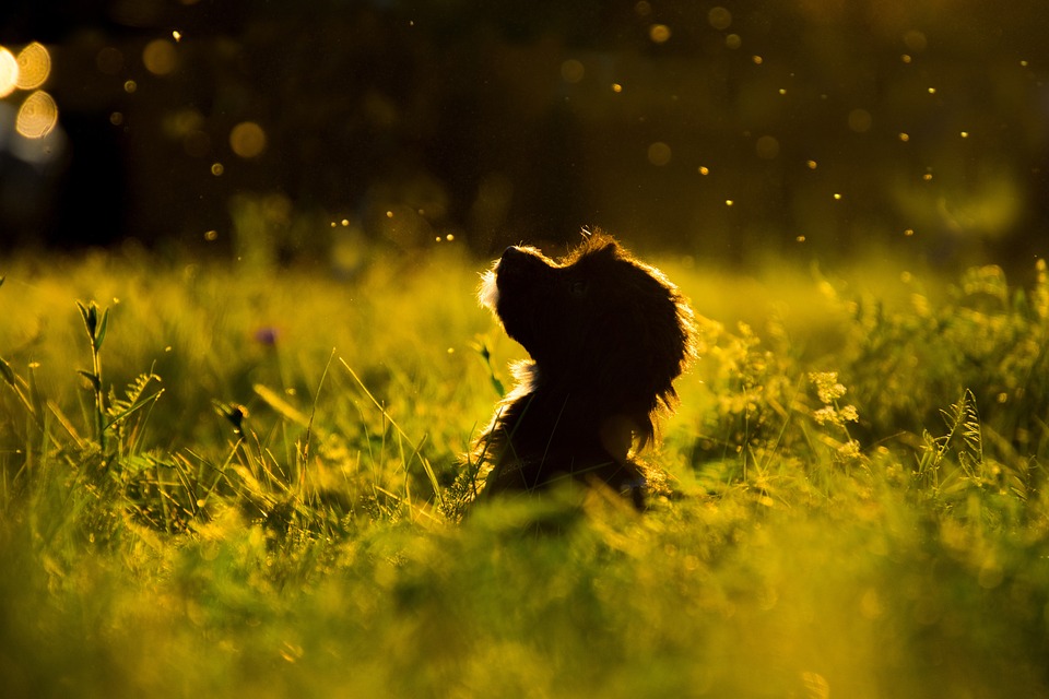 A Step-by-Step Puppy Care Guide for New Pet Owners