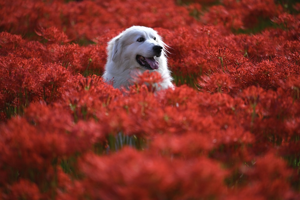 Affordable Pet Accessories That Won’t Break the Bank