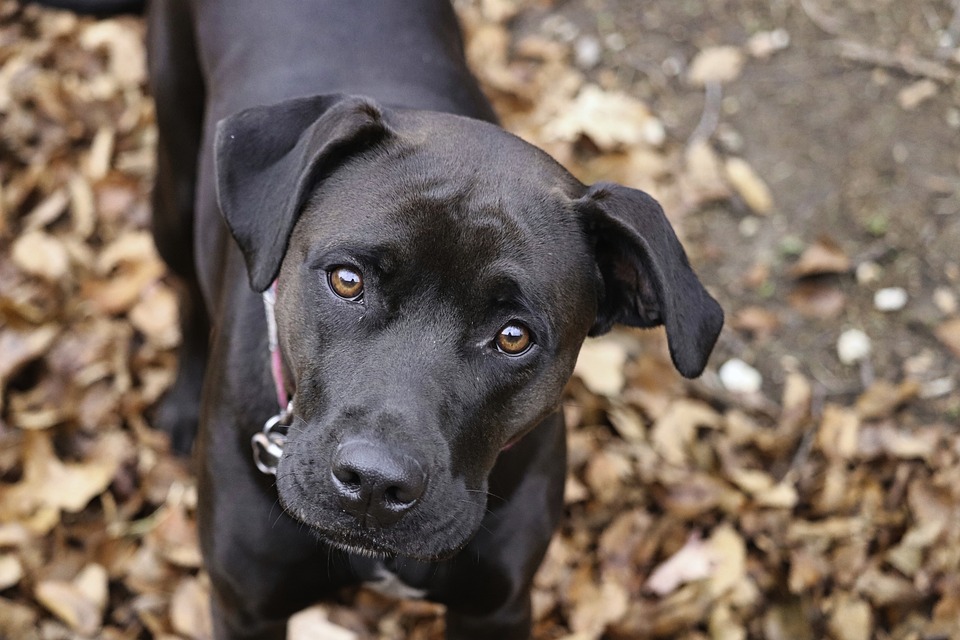 Best Practices for Pet Safety While Traveling
