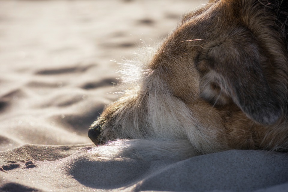 Big, Bold, and Beautiful: A Closer Look at the Most Stunning Large Dog Breeds