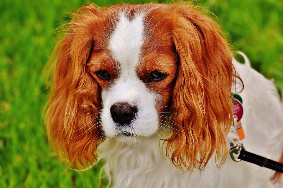 Big and Beautiful: The Most Impressive Large Dog Breeds