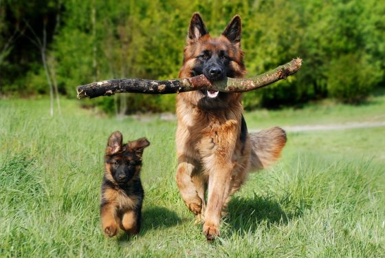 Common Health Issues in Dogs and How to Prevent Them