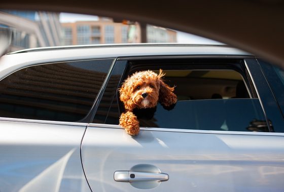 Common Health Issues in Puppies: What You Need to Know