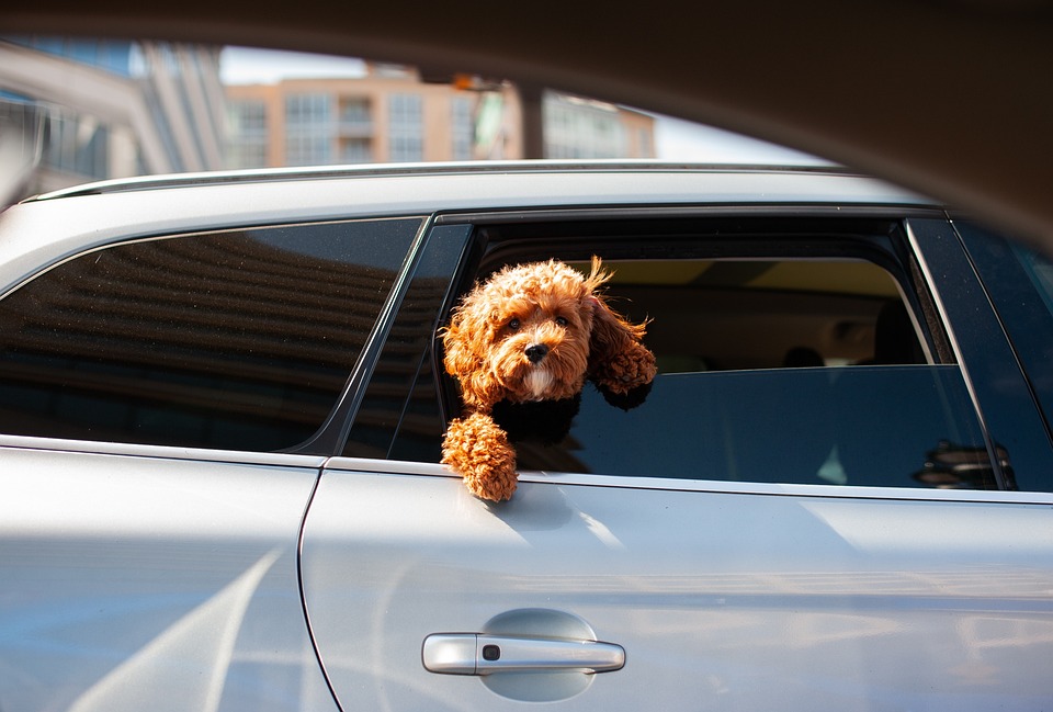 Common Health Issues in Puppies: What You Need to Know