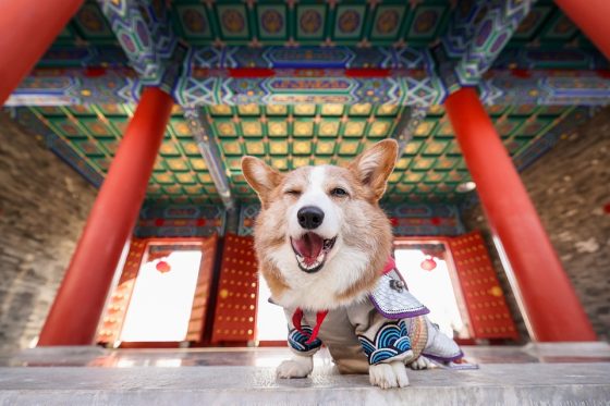 Designer Breeds: The Most Adorable Small Dog Crossbreeds