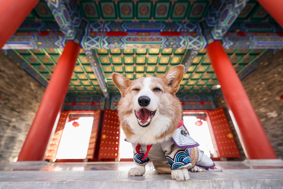 Designer Breeds: The Most Adorable Small Dog Crossbreeds