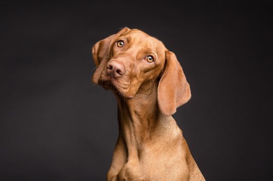 Discover the Benefits of Regular Exercise for Your Furry Friend