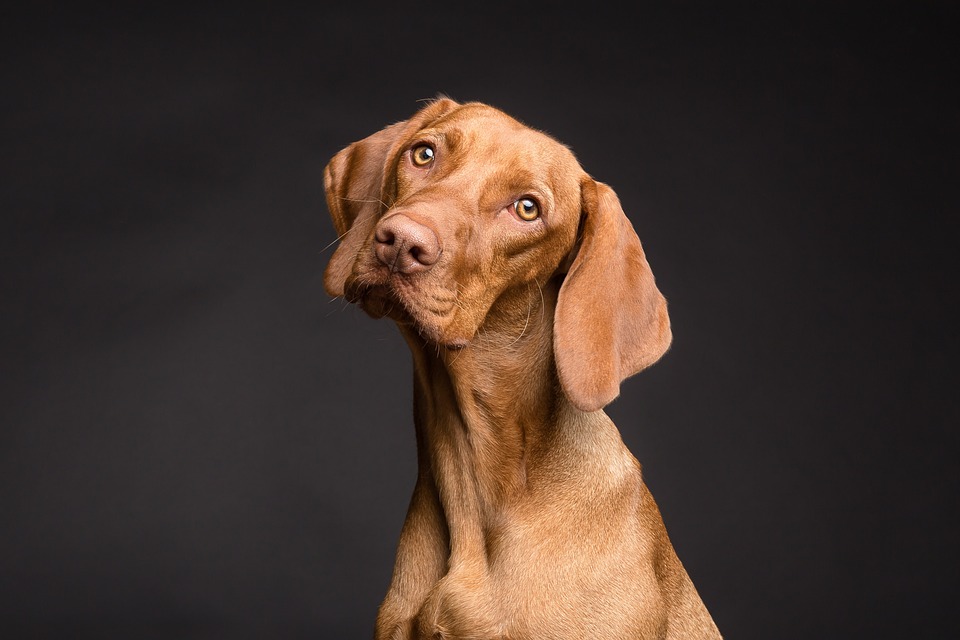 Discover the Benefits of Regular Exercise for Your Furry Friend