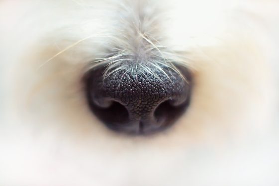 Discover the Best Dog Accessories Shop: Your One-Stop-Shop for Pet Perfection