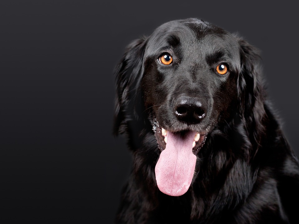 Elevate Your Dog’s Lifestyle with These Must-Have Accessories