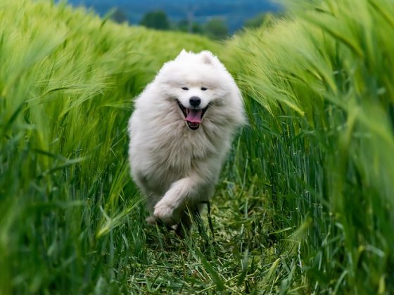 Enhance Your Dog’s Life with These Innovative Accessories