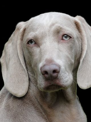 Exercise and Play: How Physical Activity Keeps Your Puppy Healthy