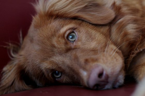 Expert Advice for Raising and Training Your New Puppy