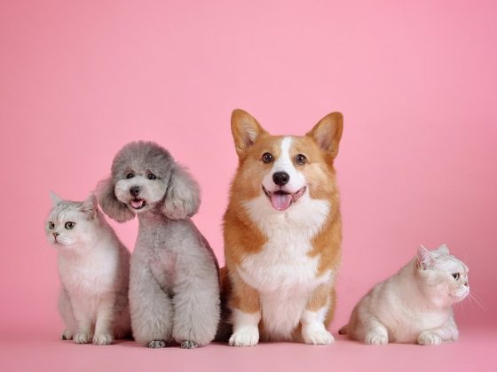 Expert Advice on Creating a Healthy Routine for Your Dog