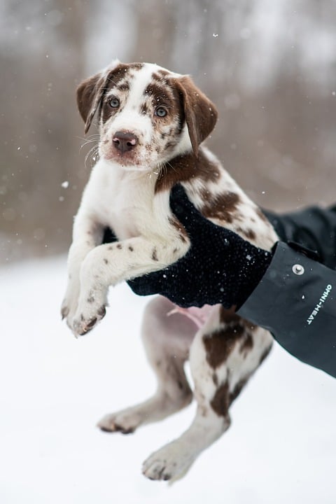 Expert Tips for Responsible Puppy Care