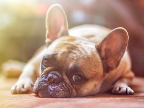 Explore the World of Dog Accessories: From Beds to Bowls and Everything in Between