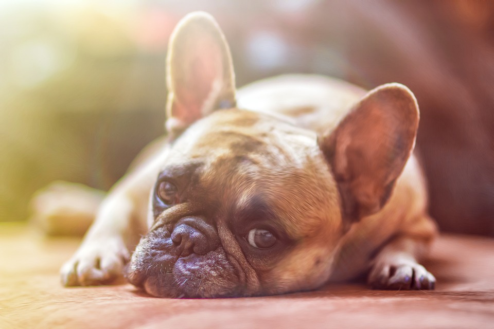Explore the World of Dog Accessories: From Beds to Bowls and Everything in Between