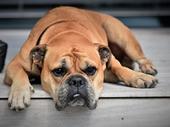 Exploring the Origins and History of Different Dog Breeds