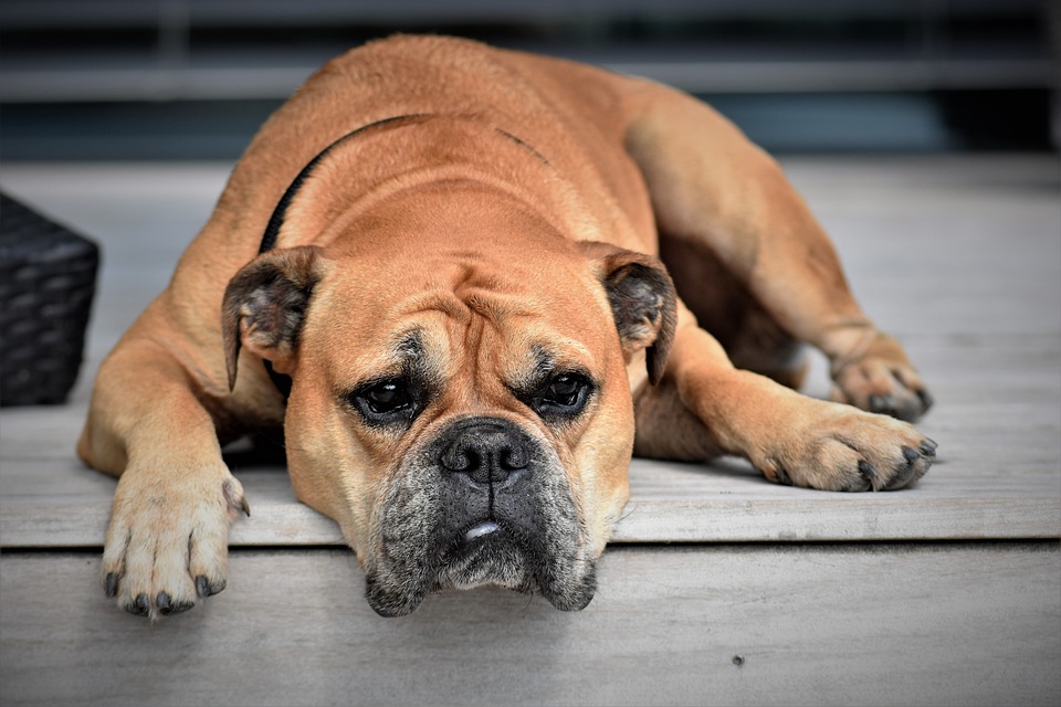 Exploring the Origins and History of Different Dog Breeds