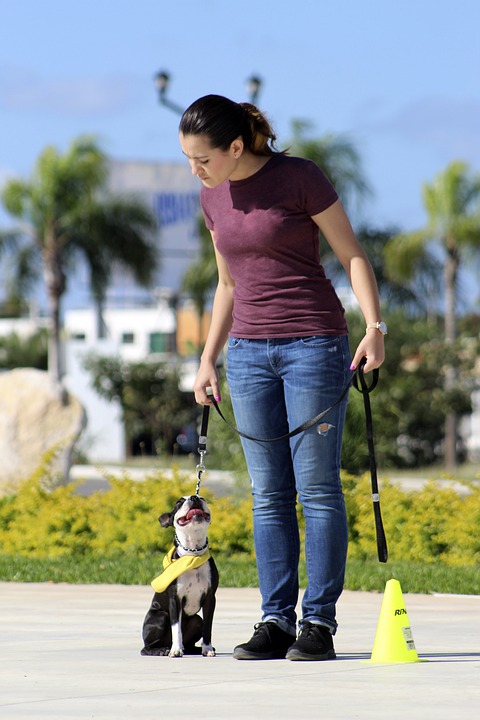 Finding the Right Dog Training Collar: Tips and Recommendations