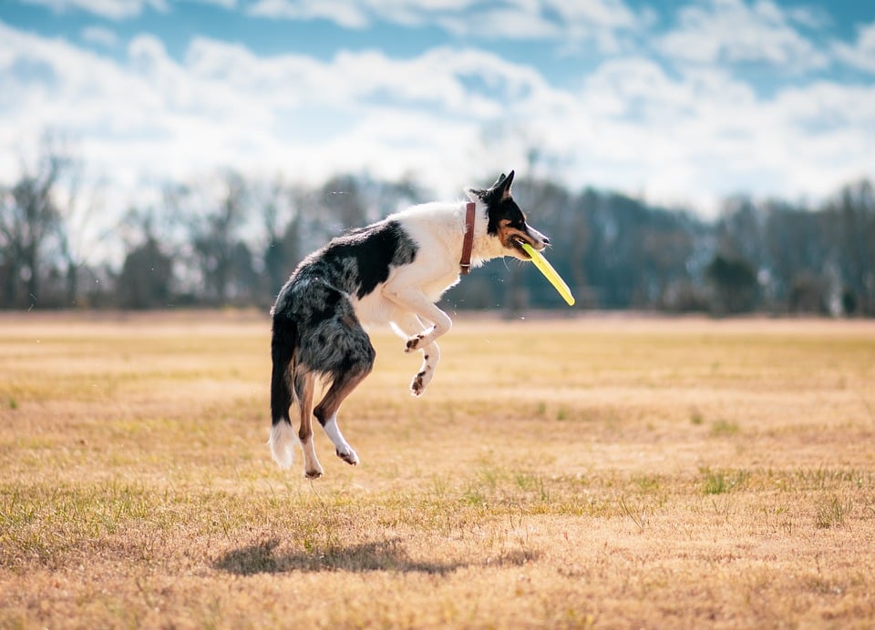 From Beaches to Mountains: Unleashing the Fun of Dog Travel