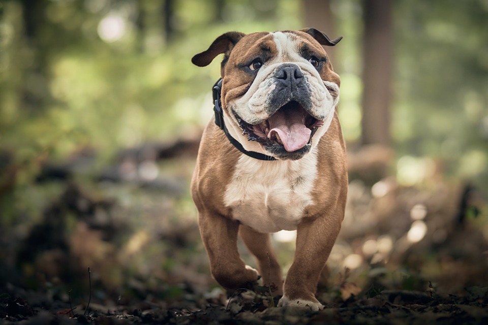 From Bowls to Beds: The Ultimate Guide to Dog Accessories