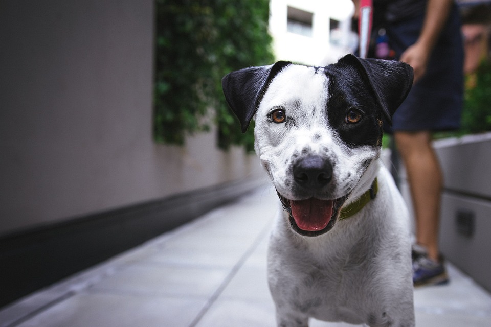 From Great Danes to Mastiffs: Meet the Big Dogs Taking the World by Storm