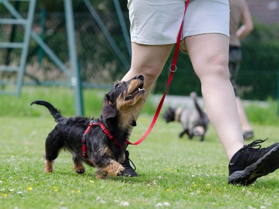 From Rambunctious Pup to Well-Behaved Pal: Transform Your Dog’s Behavior