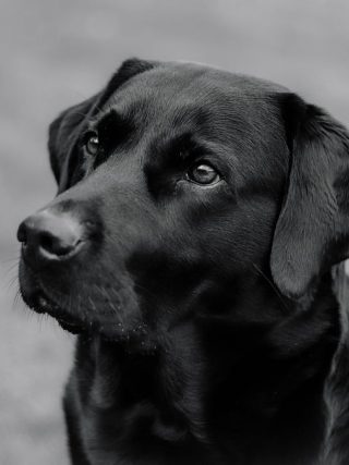 Holistic Approaches to Dog Health: Exploring Alternative Therapies