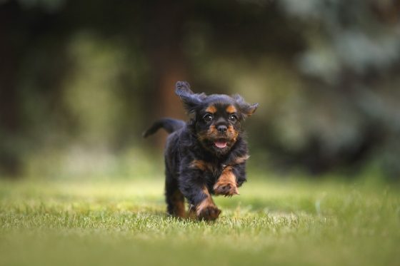 How to Bond with Your New Puppy: Building a Strong Relationship from Day One