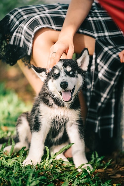 How to Choose the Right Pet Accessories for Your Pet’s Needs