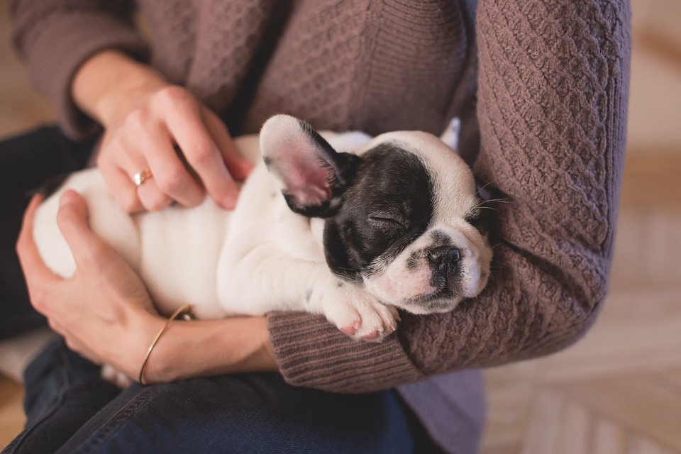 How to Create a Safe and Loving Environment for Your Puppy