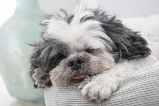 Jet-Setting Pups: How to Travel by Air with Your Dog