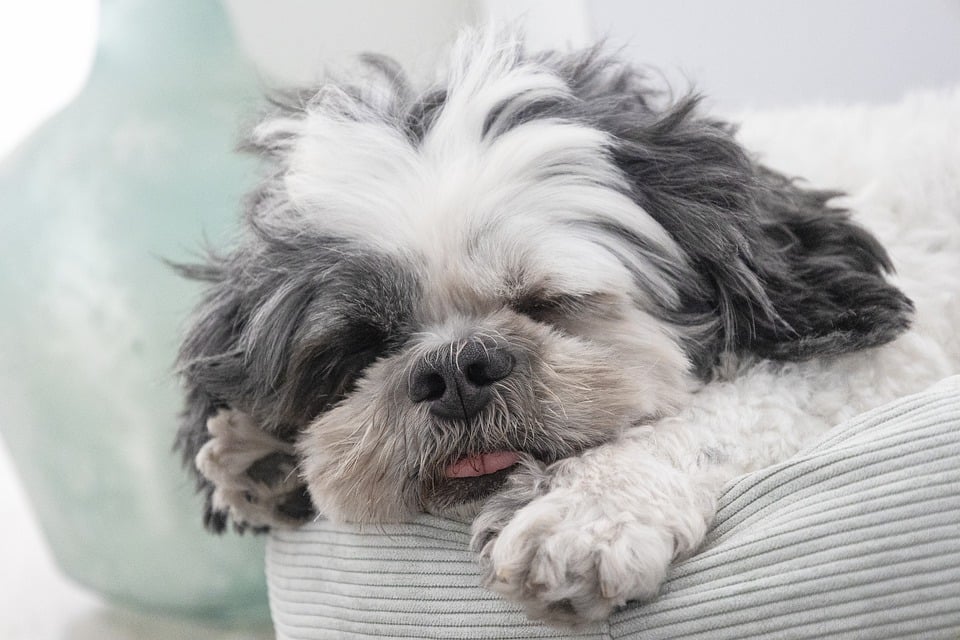 Jet-Setting Pups: How to Travel by Air with Your Dog