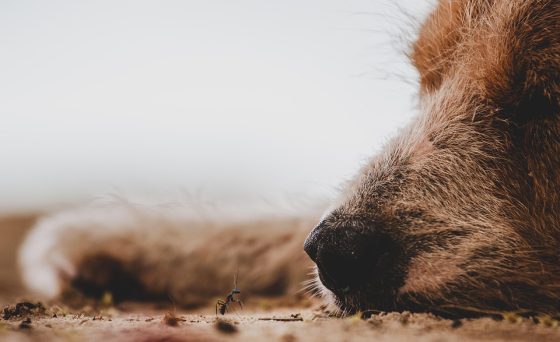 Majestic Giants: Exploring the World’s Largest Dog Breeds
