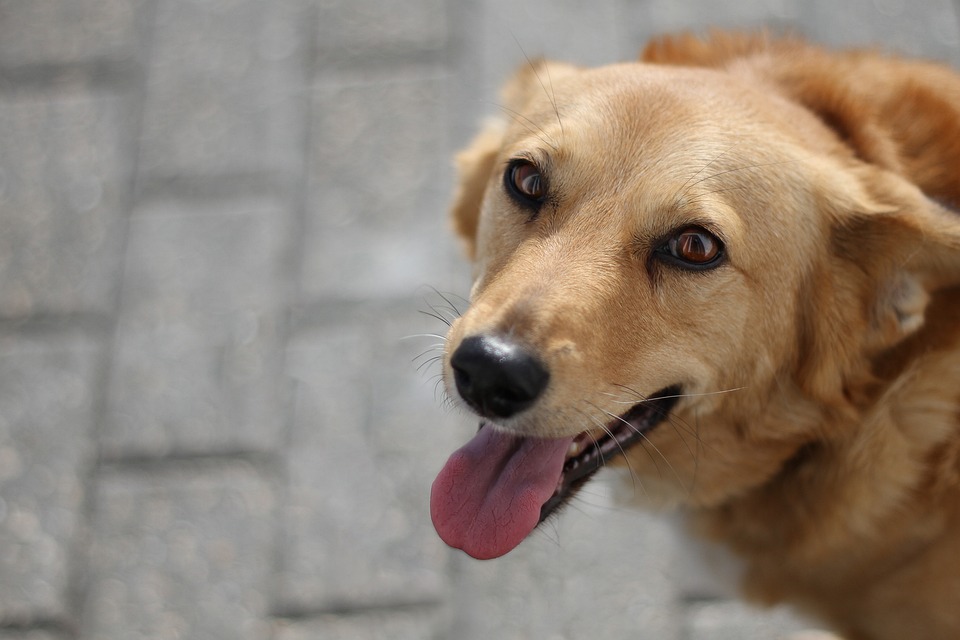 Making Memories: Adventures in Dog-Friendly Travel