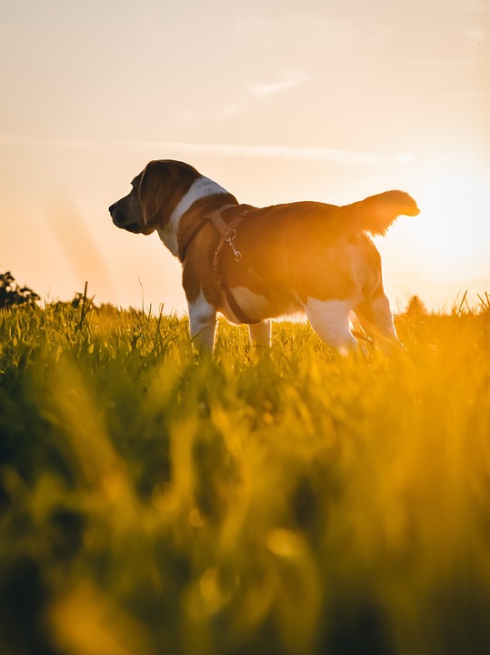 Meet the Newest Trend in Canine Companions: Rare and Unique Dog Breeds