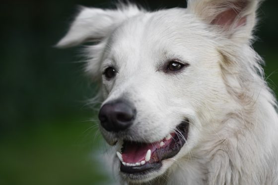 Must-Have Pet Accessories Every Fur Parent Needs