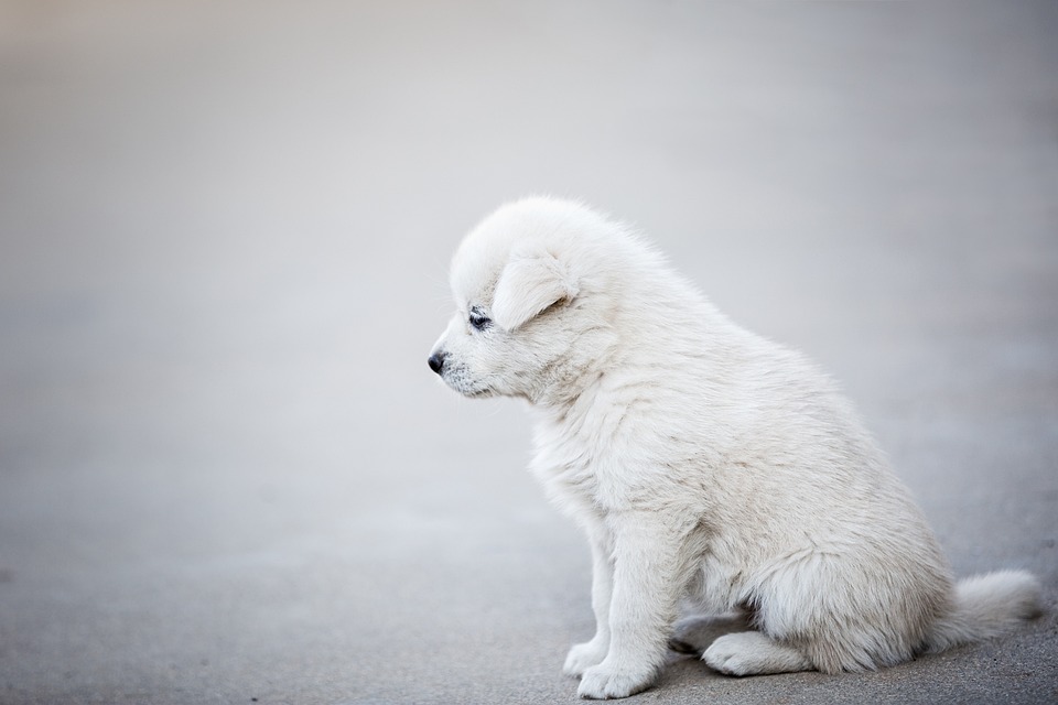 Pamper Your Pooch: The Ultimate Guide to Dog Accessories