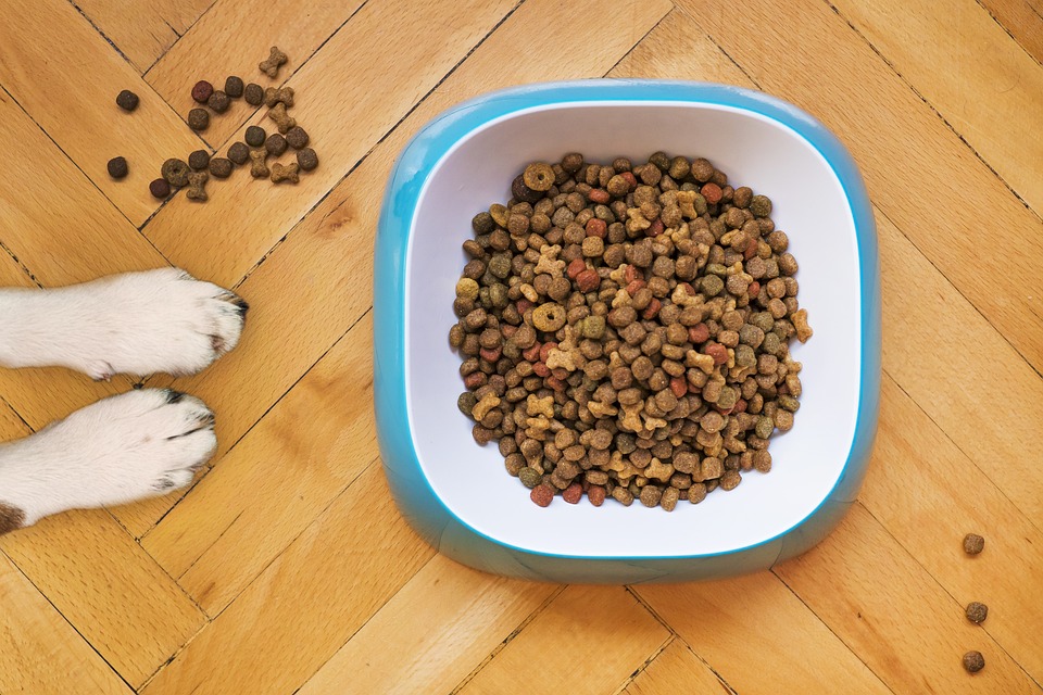 Pet Training 101: Essential Skills Every Owner Should Know