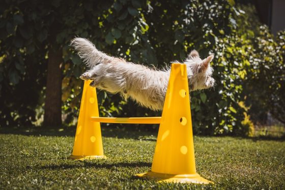 Positive Reinforcement: The Key to Successful Dog Training