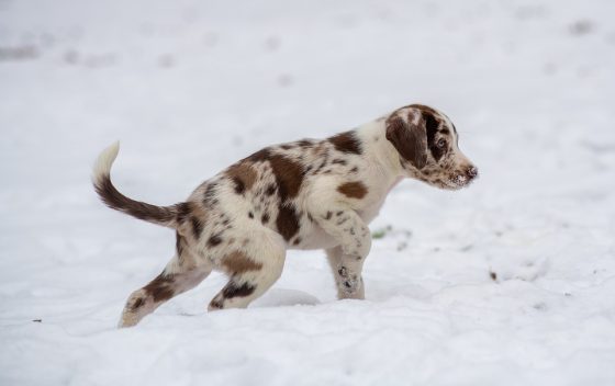Puppy Care 101: Creating a Safe Environment for Your Canine Companion