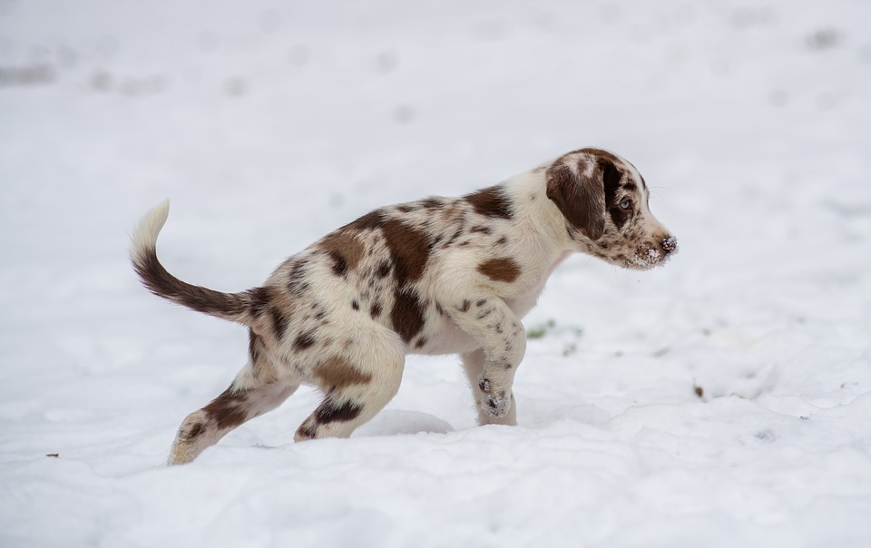 Puppy Care 101: Creating a Safe Environment for Your Canine Companion