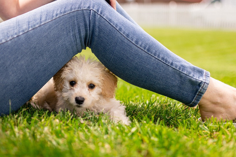 Puppy Care 101: From Training to Nutrition, Everything You Need to Know