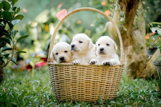 Puppy Parenting 101: How to Provide the Best Care for Your Furry Friend