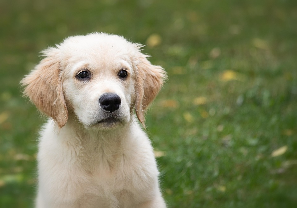 Puppy Training 101: Essential Tips for Success