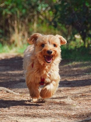 Puppy Vaccinations 101: Everything You Need to Know to Keep Your Pup Healthy